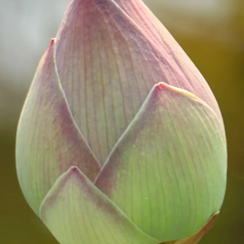 Heartfulness, méditation du cœur
